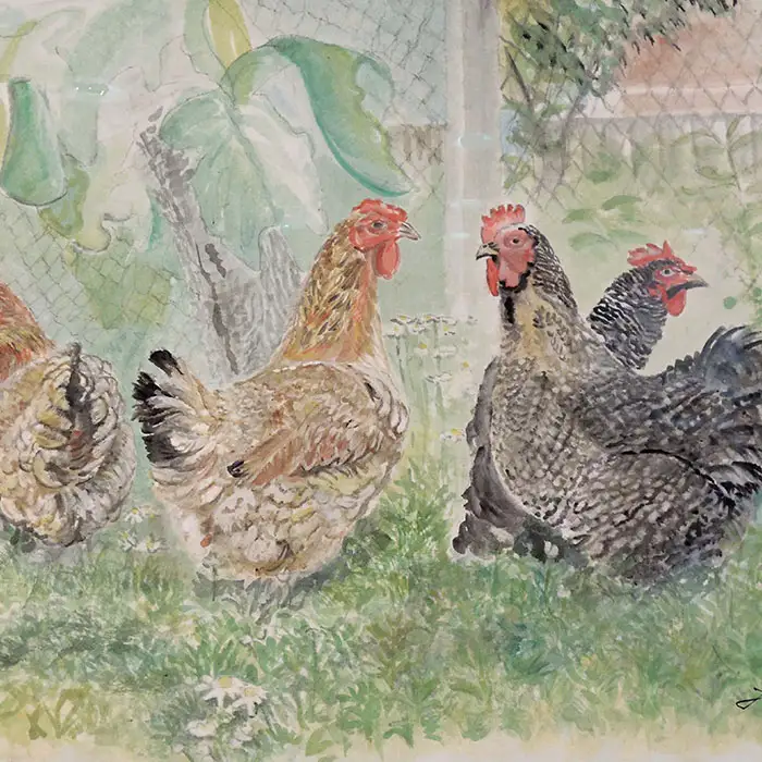 Hühner Tête-à-Tête :: Größe 41cm x 61cm :: Aquarell